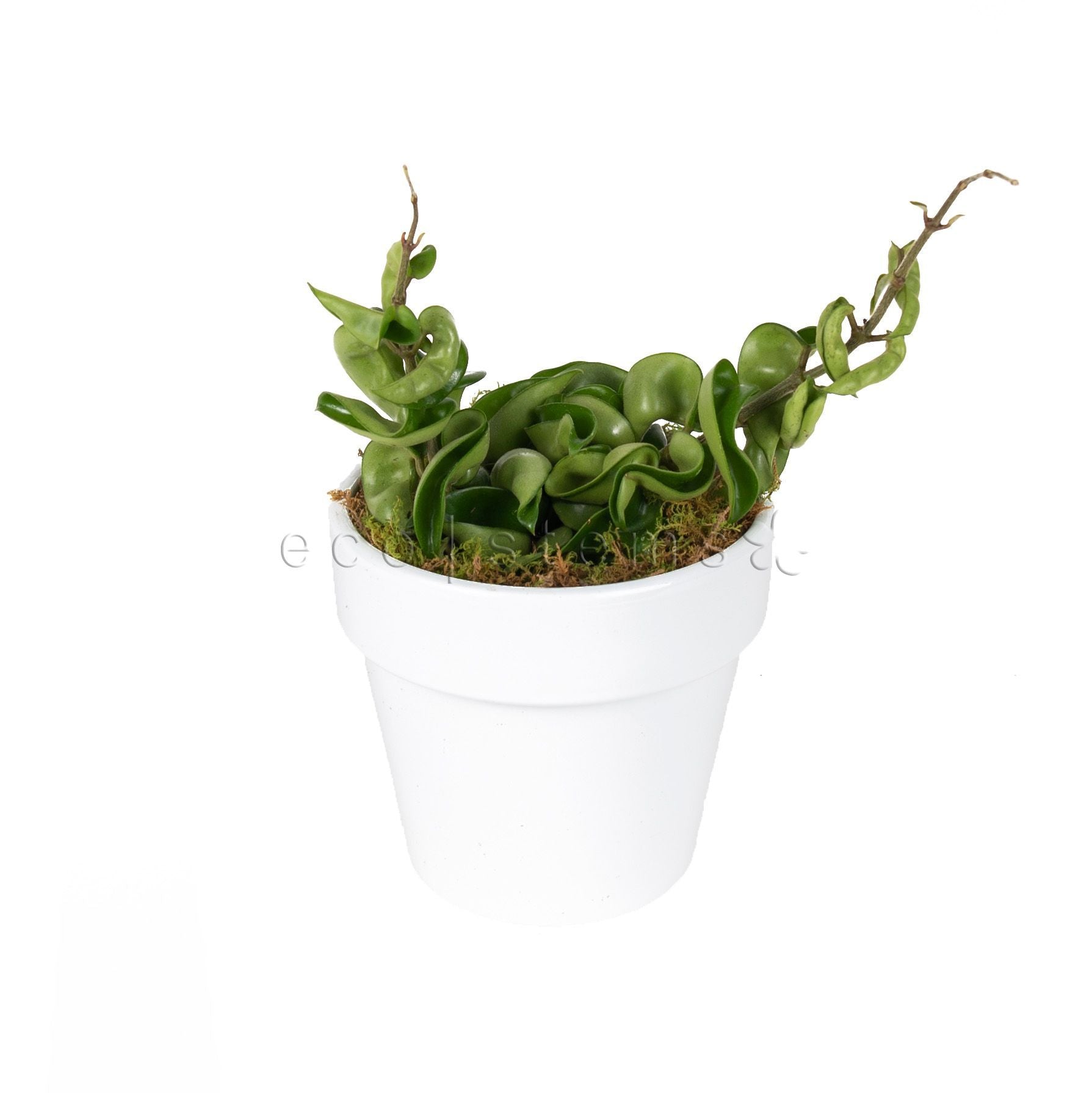 Rope Hoya Vine Potted Indoor Plant Toronto