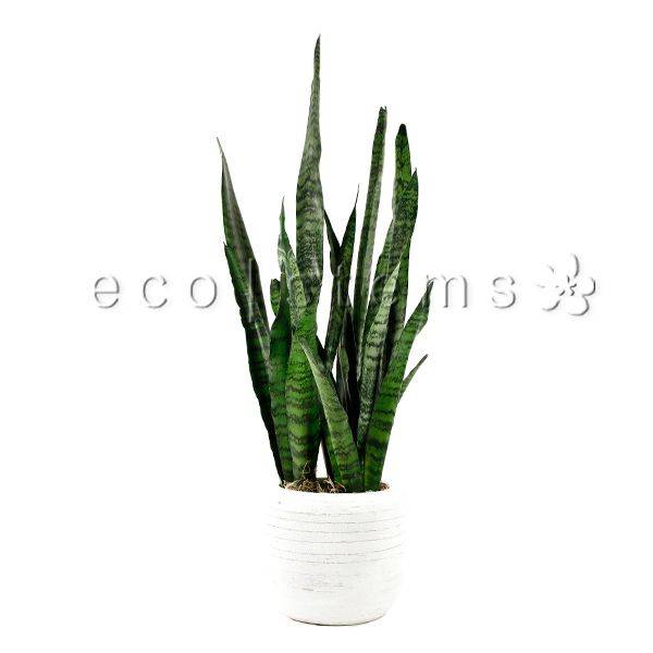 Green Snake Plant Potted Toronto