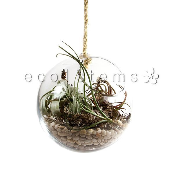 Hanging Globe Air Plant Terrarium Toronto