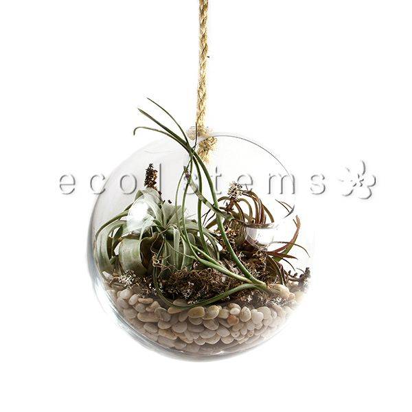 Hanging Globe Air Plant Terrarium Toronto