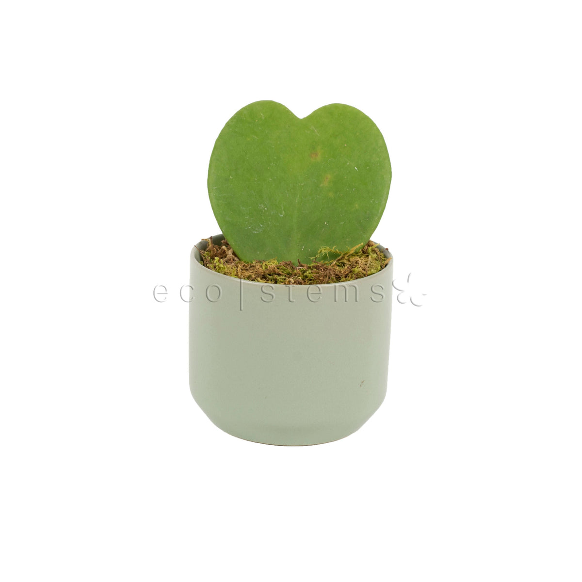 Heart Hoya Potted Indoor Plant Toronto