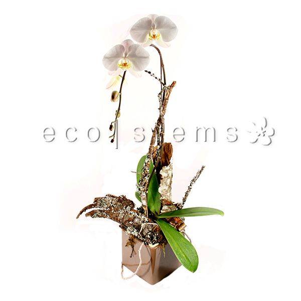 Large Phalaenopsis Orchids Planter Toronto