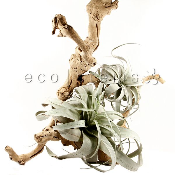air plants toronto Xerographica Air Plant Toronto Delivery