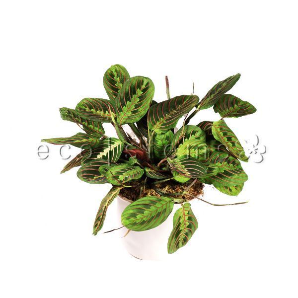 Herringbone Prayer Potted Indoor Plant Toronto