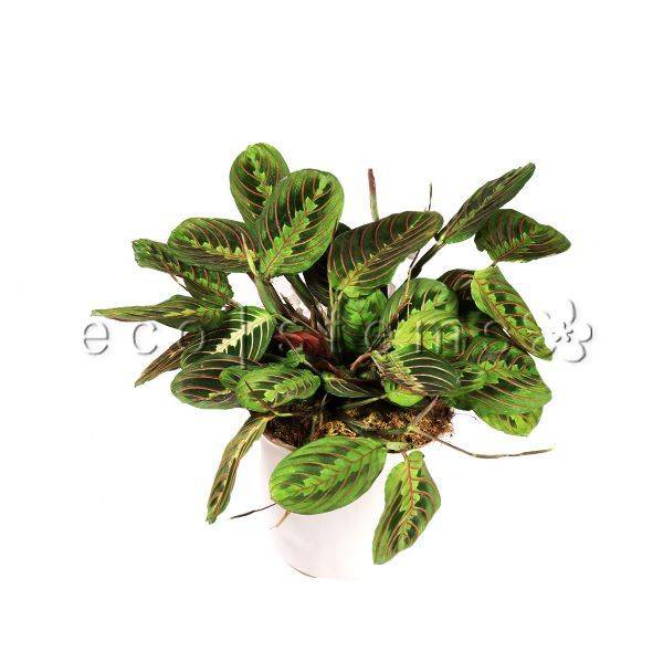 Herringbone Prayer Potted Indoor Plant Toronto