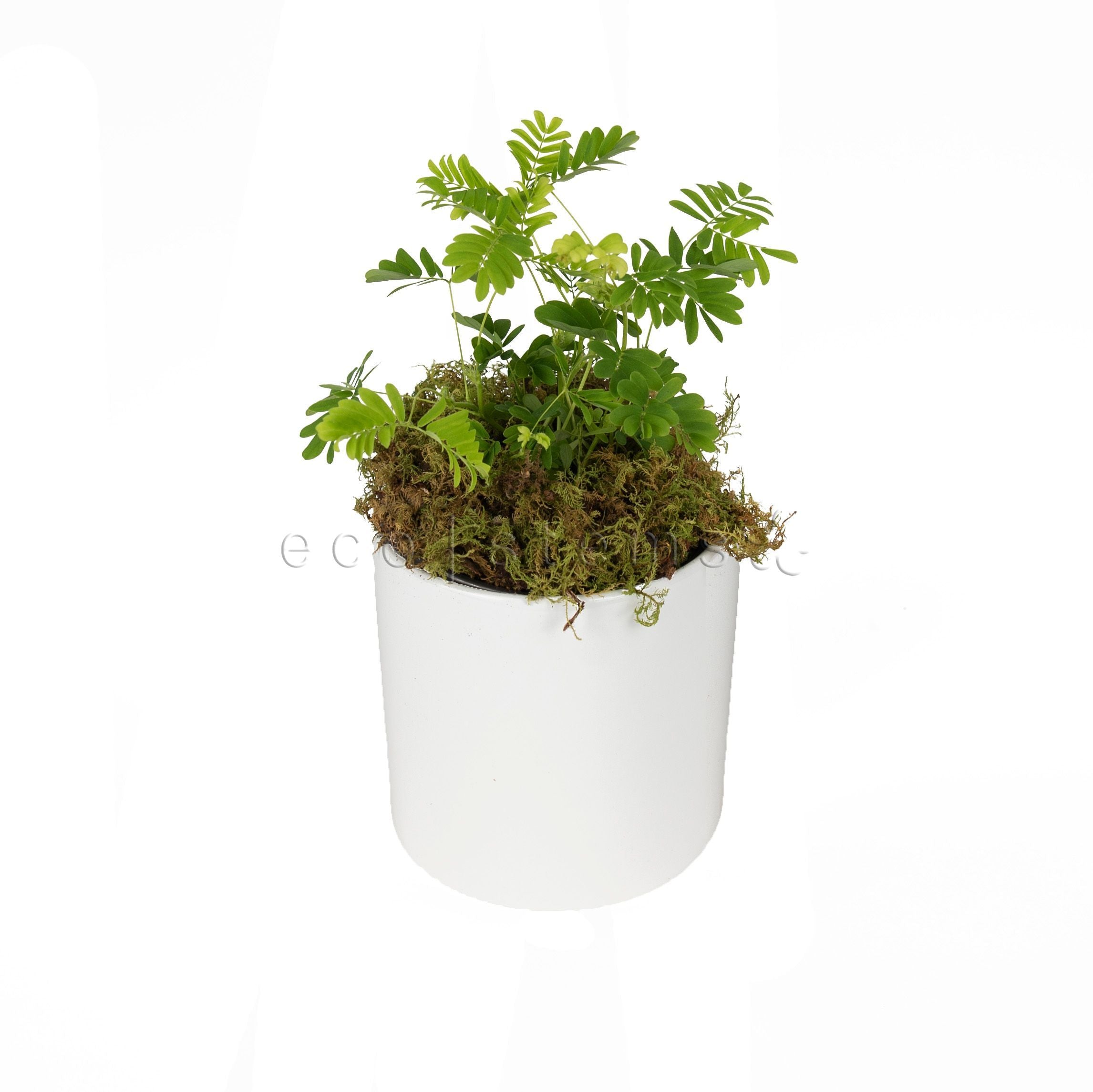 Sensitive Potted Indoor Houseplant Toronto