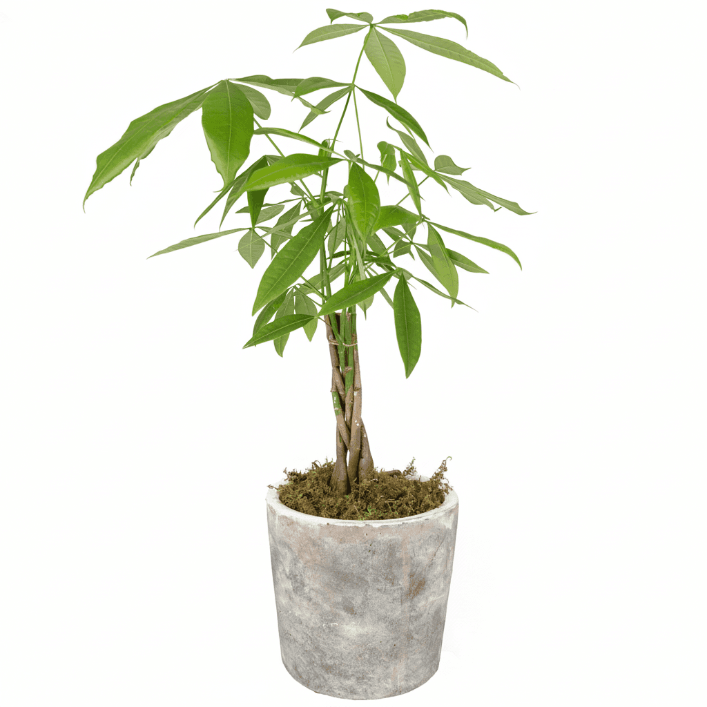 Green Money Tree potted indoor plant with lush leaves and braided trunk in a gray ceramic pot, ideal for home decor and air purification.