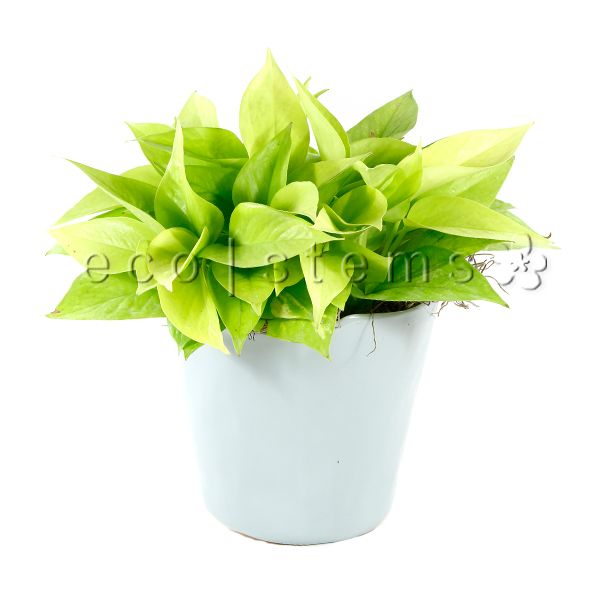 Neon Pothos Potted Indoor Plant Toronto Ontario Delivery