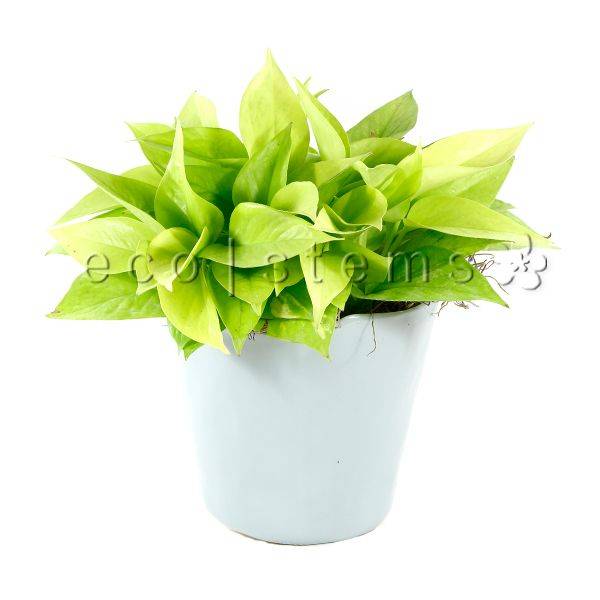 Neon Pothos Potted Indoor Plant Toronto