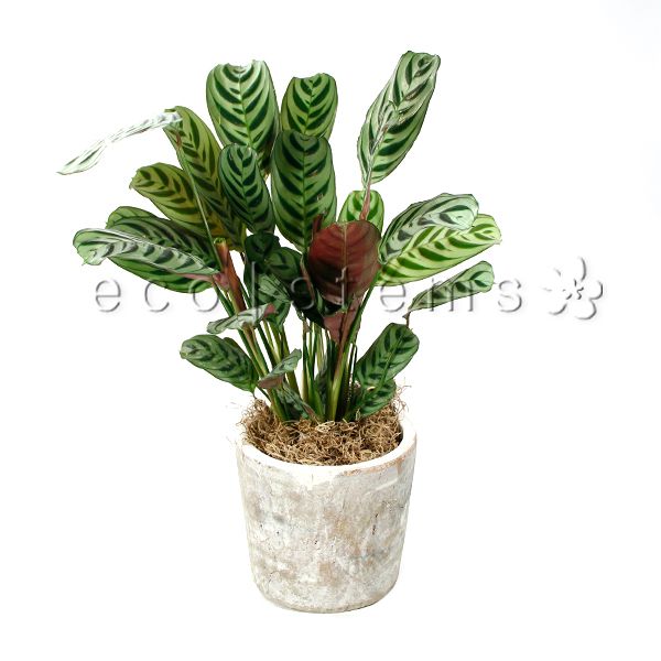 Peacock Prayer Potted Indoor Houseplant Toronto