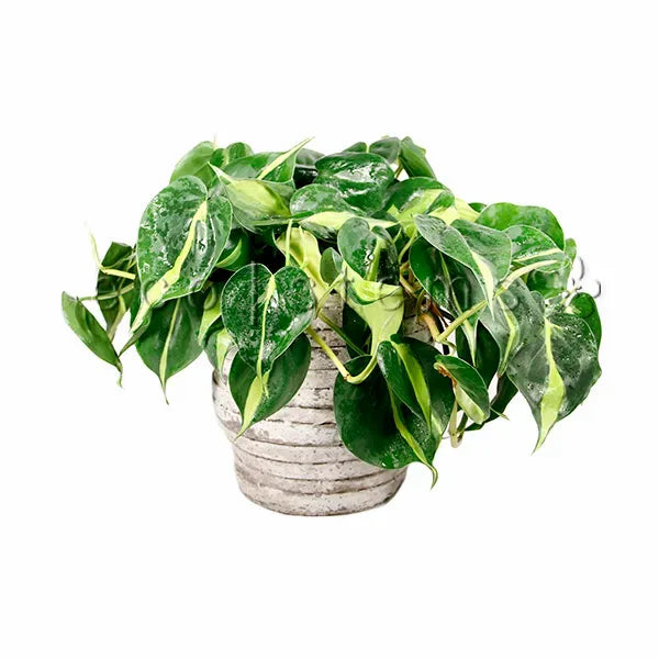 Brasil Heart-Leaf Philodendron Potted Indoor Plant Toronto