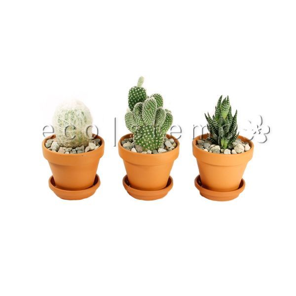 Small Cacti and Succulents in Terracotta Potted Plants Toronto