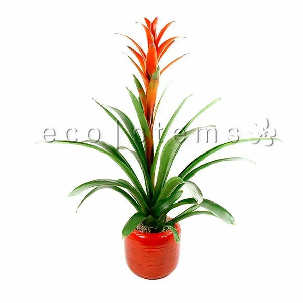 scarlet star plant indoor Scarlet Star Bromeliad Potted Indoor Plant