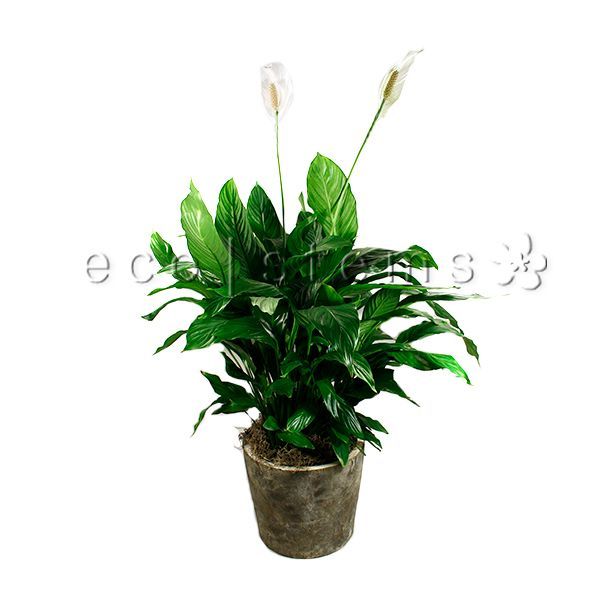 peace lily 花 和平百合盆栽室内植物多伦多配送