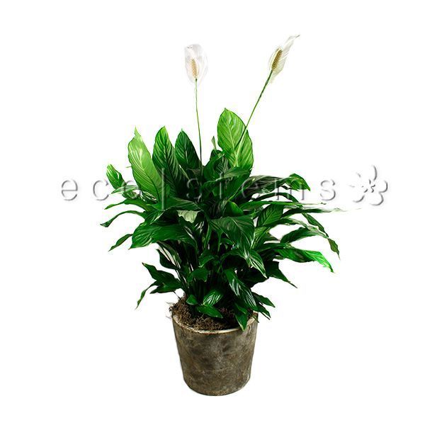 Peace Lily Potted Indoor Plant Toronto