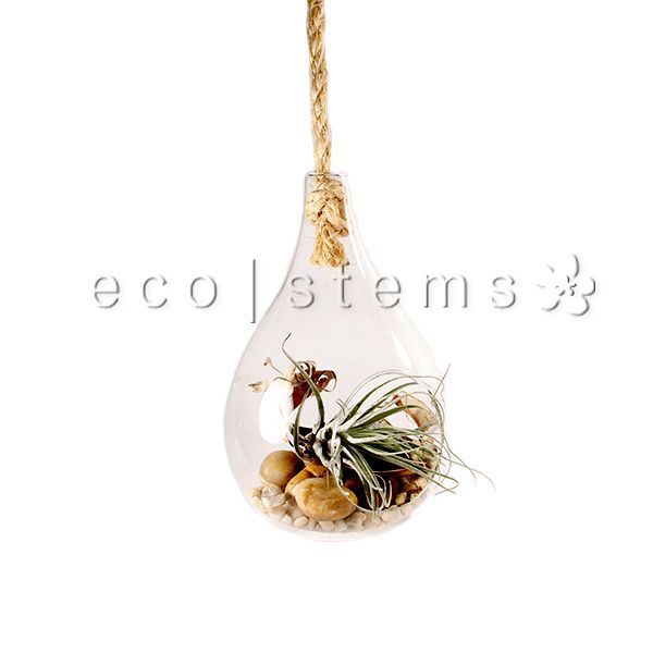 Hanging Droplet Air Plant Terrarium Toronto