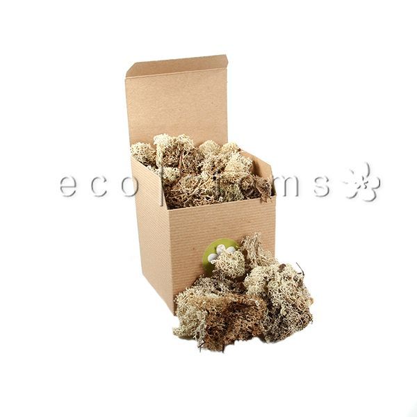 Reindeer Moss Toronto