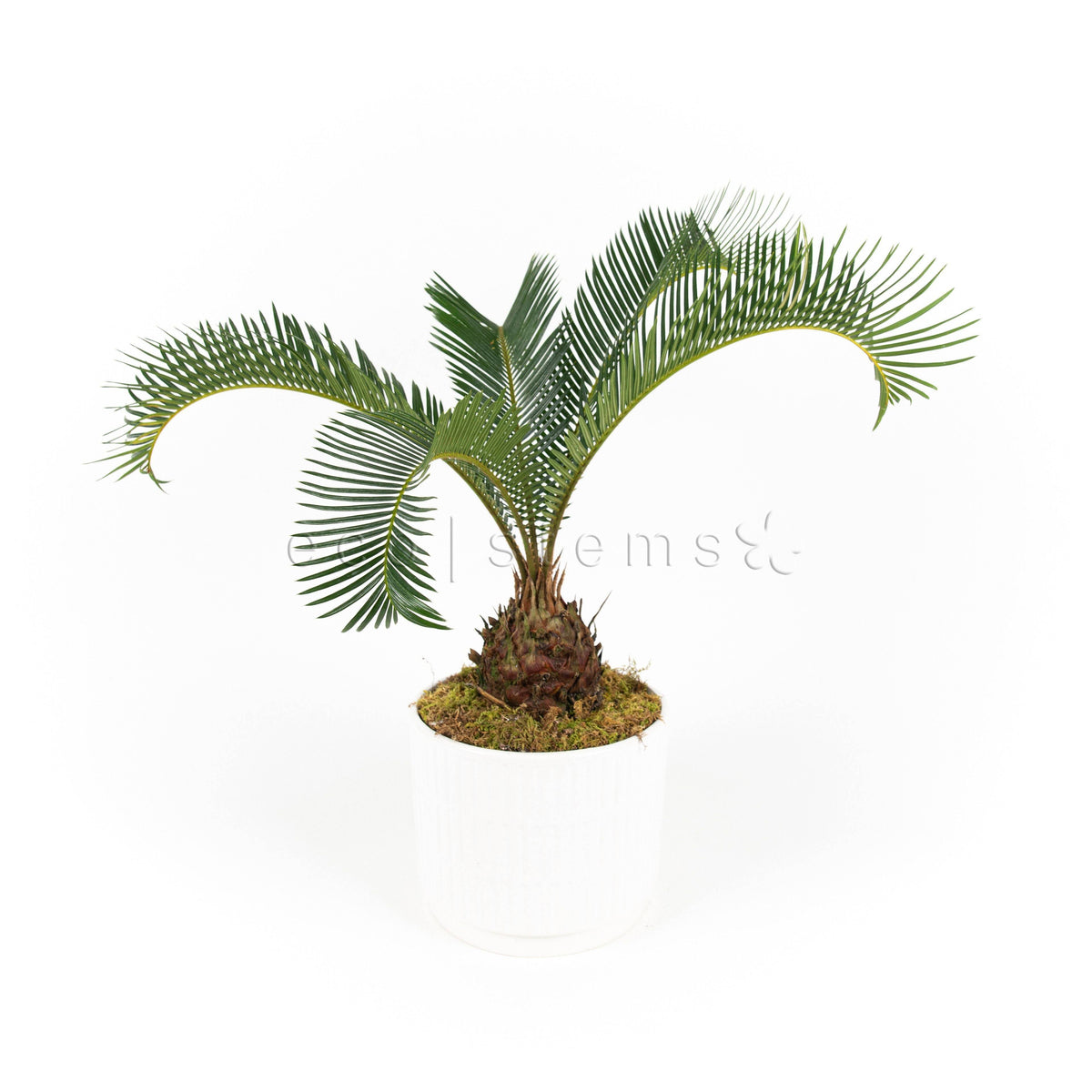 Sago Palm Potted Indoor Plant Toronto