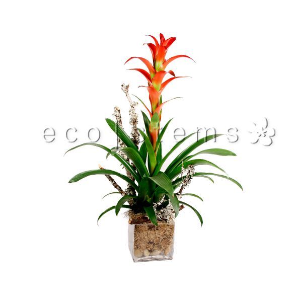 Scarlet Star Bromeliad Cube Potted Indoor Plant Toronto