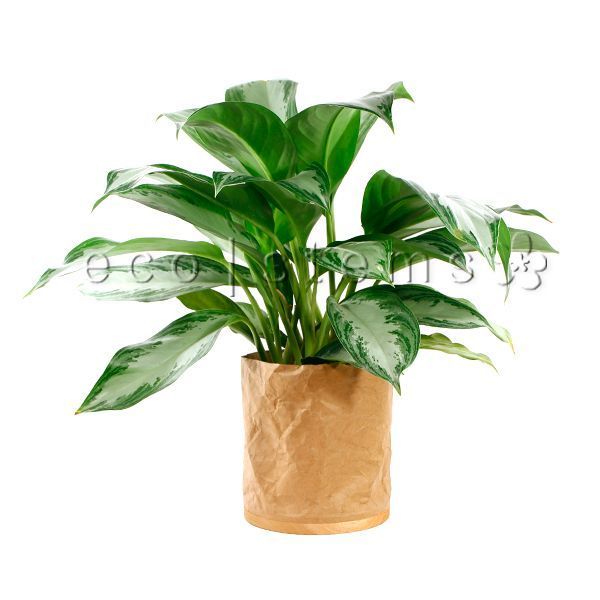 Silver Chinese Evergreen Potted Indoor Plant Toronto