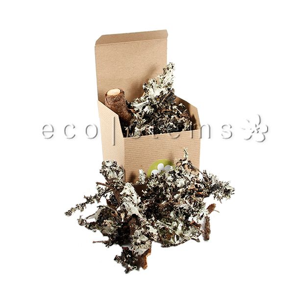 Silver Lichen Toronto