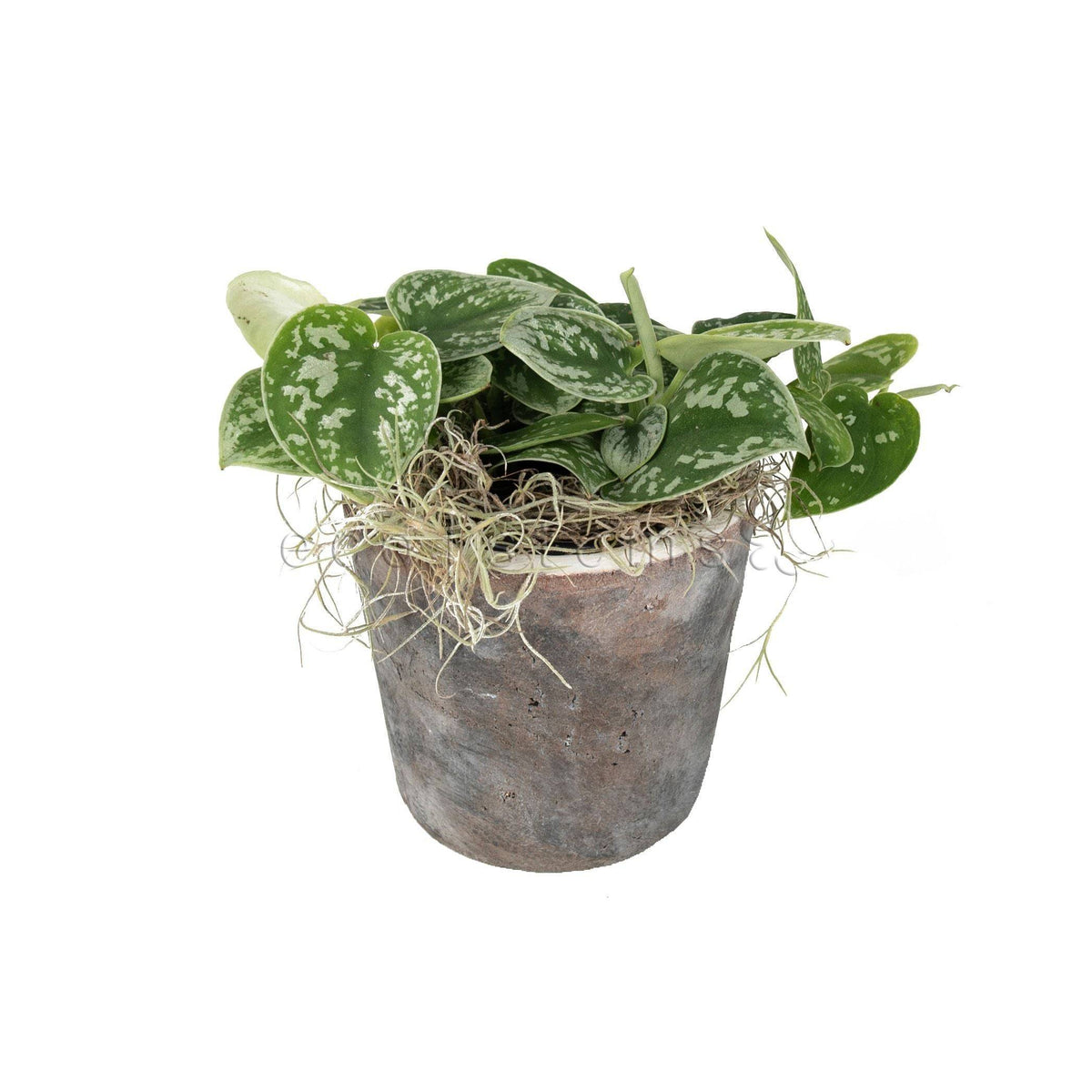 Silver Satin Pothos Potted Indoor Plant Toronto