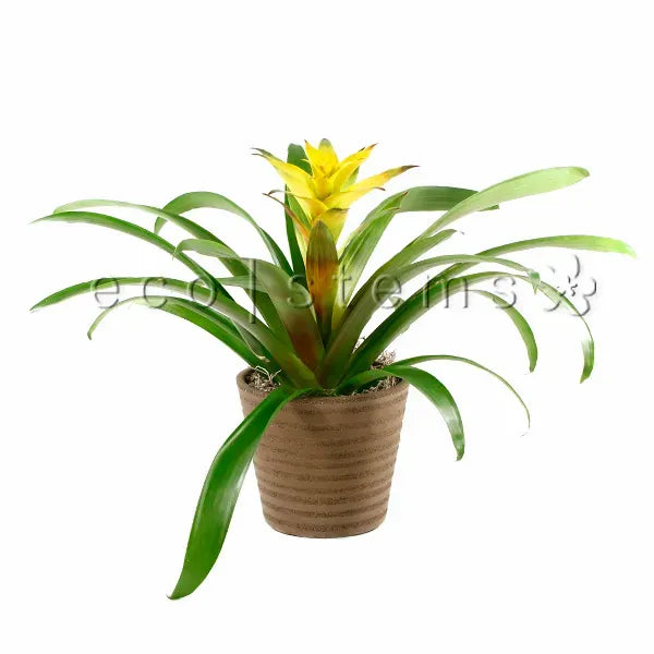 Small Scarlet Star Bromeliad Potted Indoor Plant Toronto