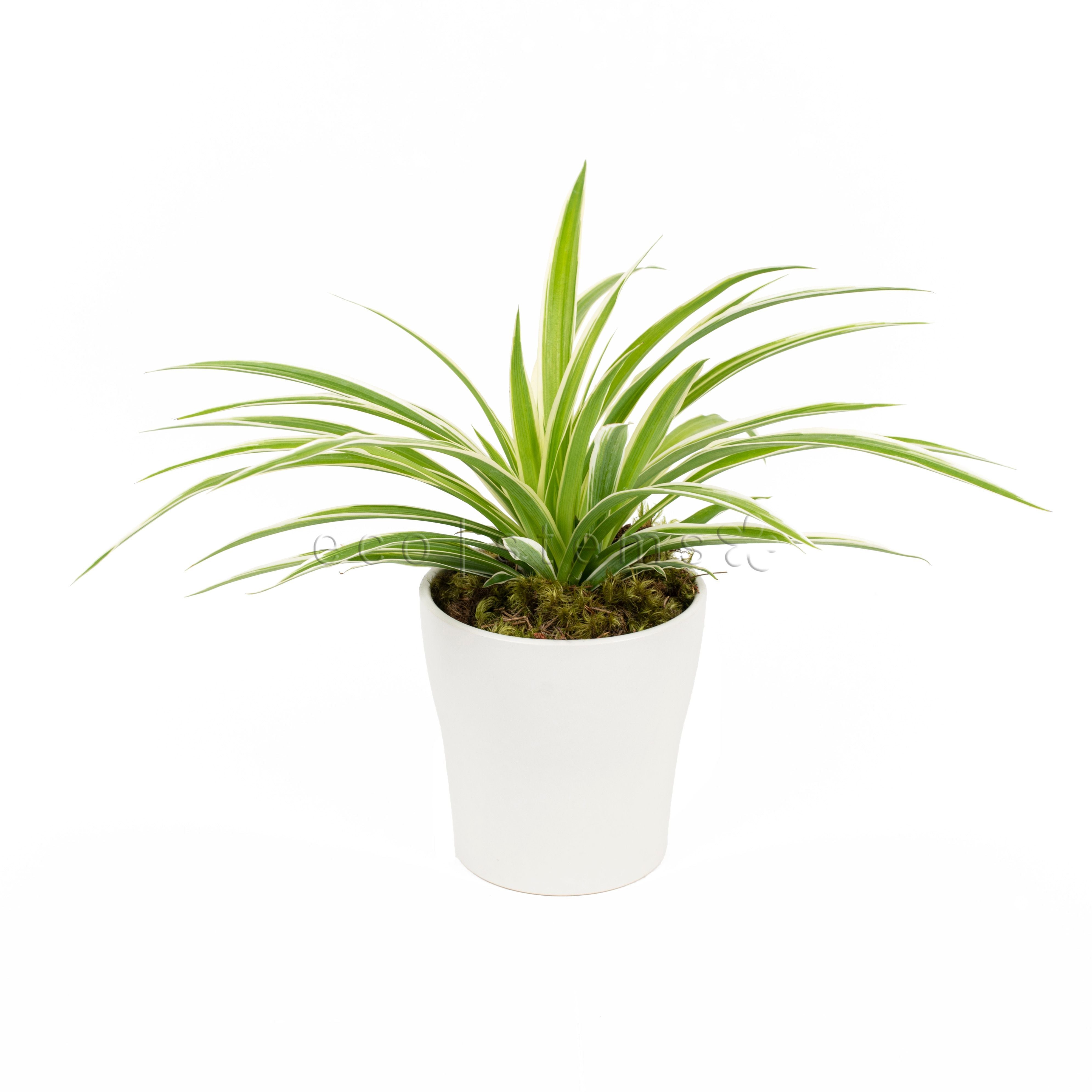 Striped Spider Plant Potted Toronto