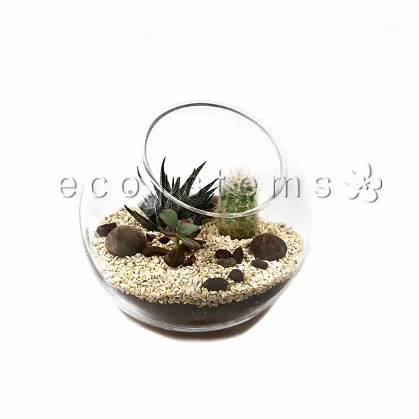 Studio Desert Glass Terrarium Toronto