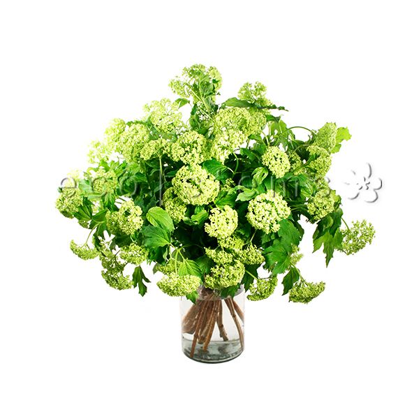 Viburnum Fresh Flowers Arrangement Toronto