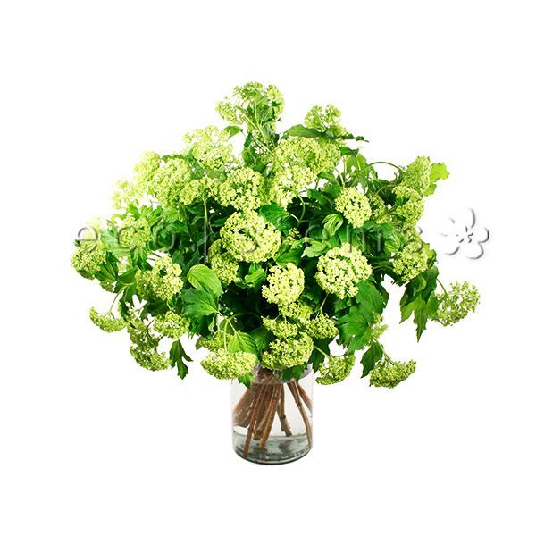 Viburnum Fresh Flowers Arrangement Toronto