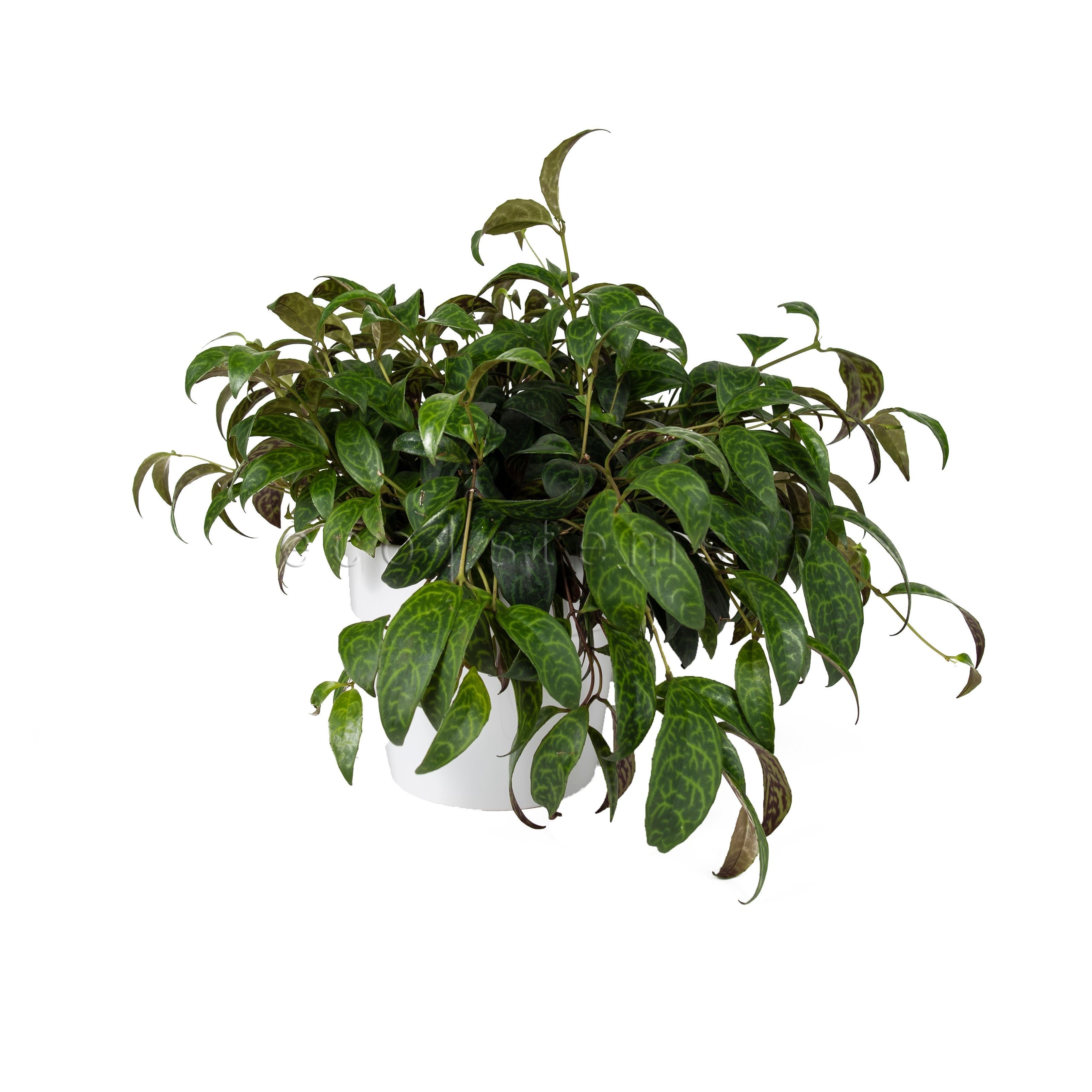 Lipstick Vine Potted Indoor Plant Toronto