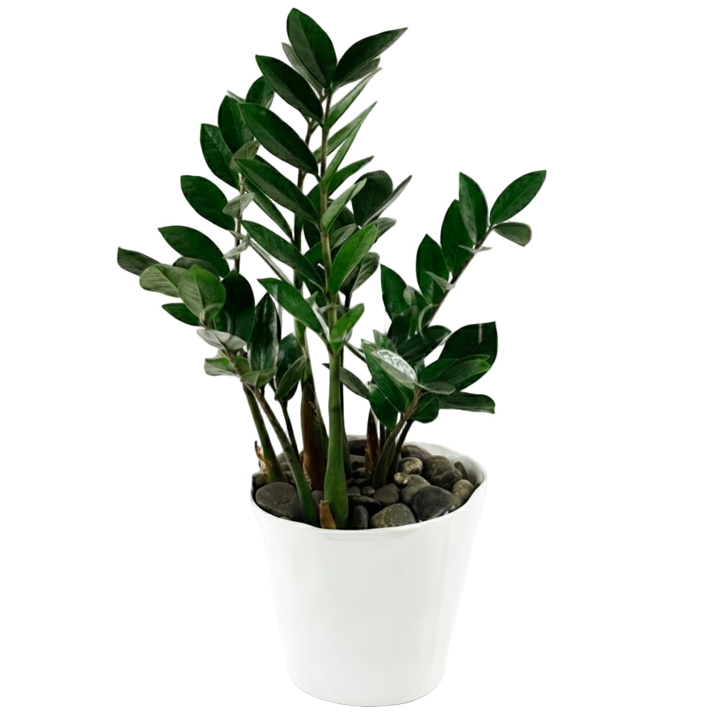ZZ Potted Indoor Plant Toronto