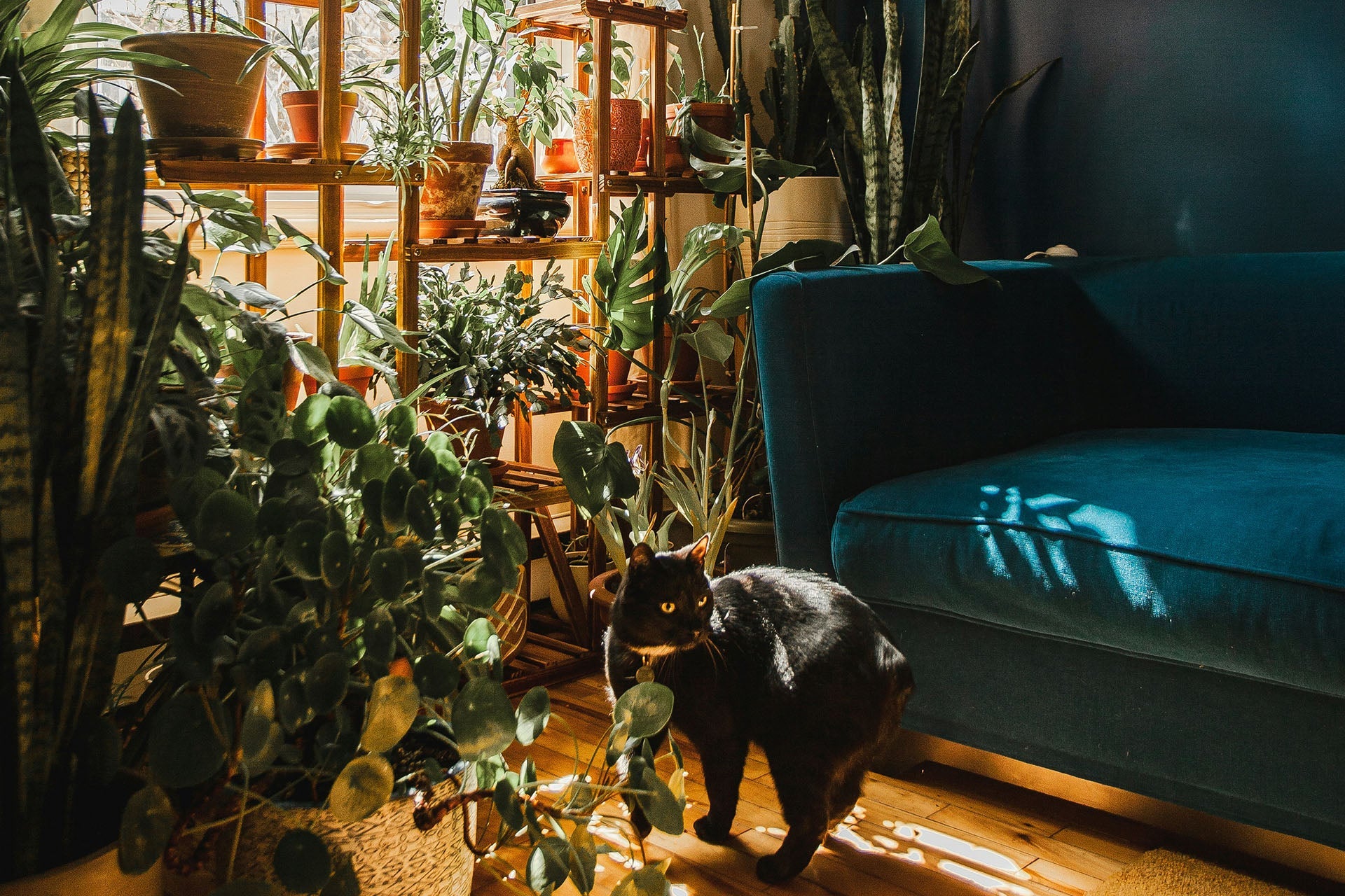 Indoor Plant Care Guide for Small Toronto Apartments