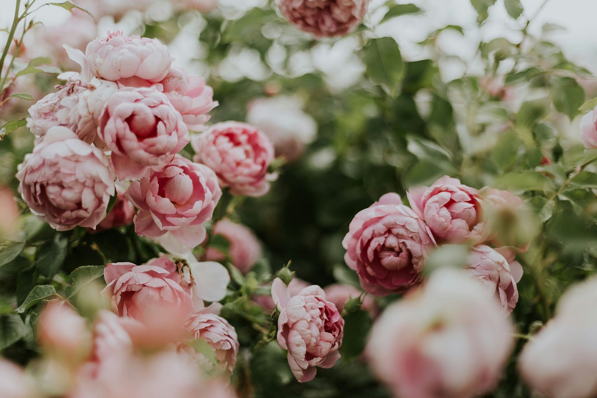 May Means Mother's Day! (And Peonies!)