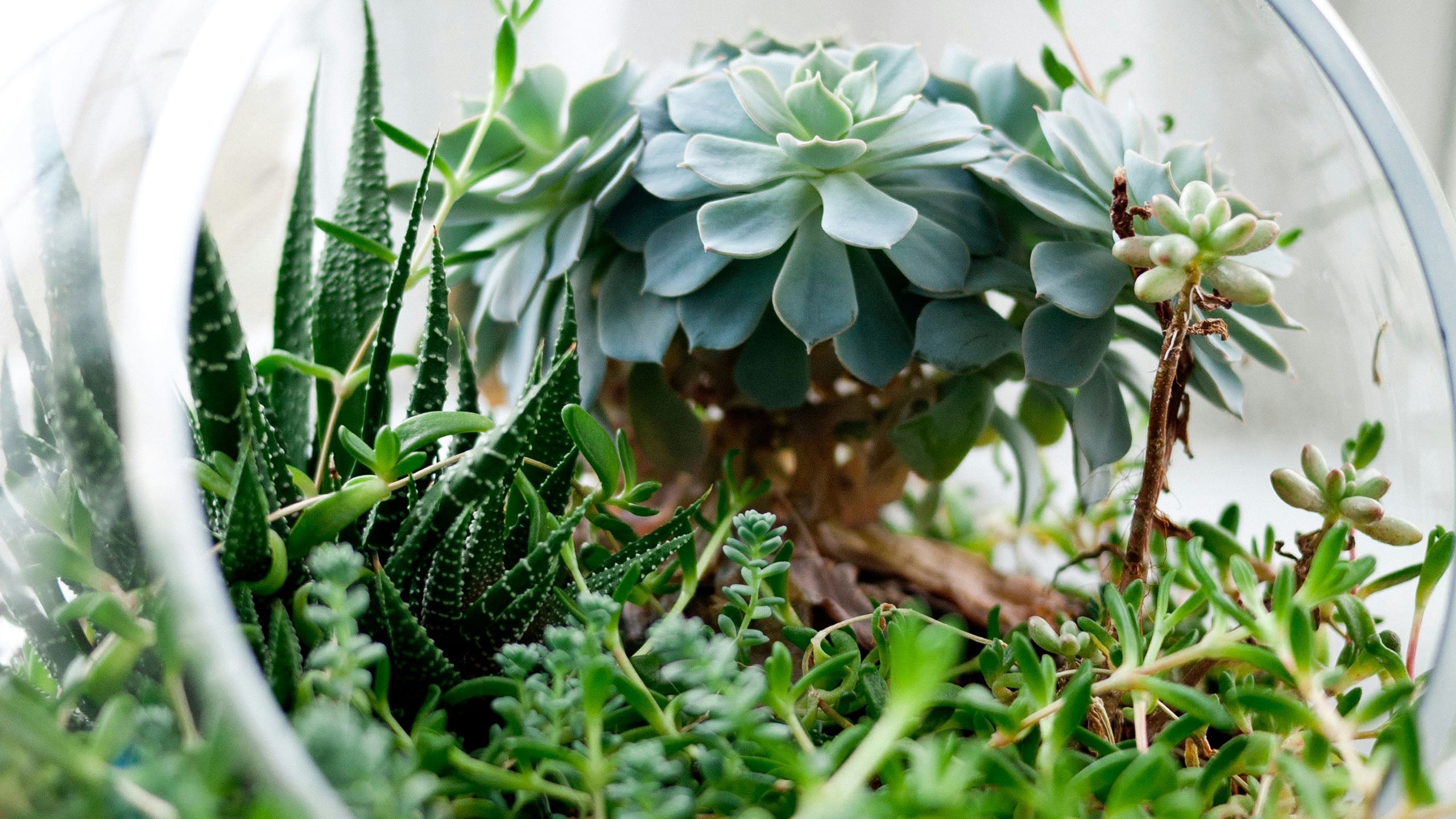 How to Clean a Glass Terrarium Without Damaging Plants