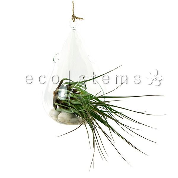 Raindrop Air Plant Terrarium Toronto Ontario Delivery