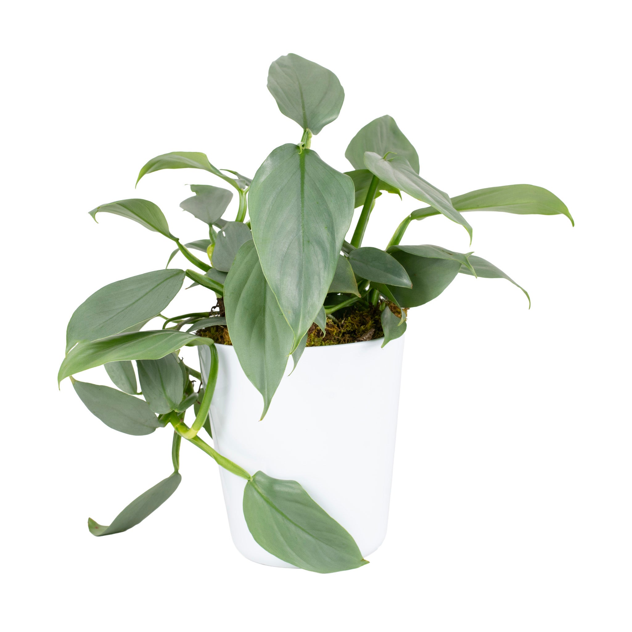 Silver Philodendron Potted Indoor Plant