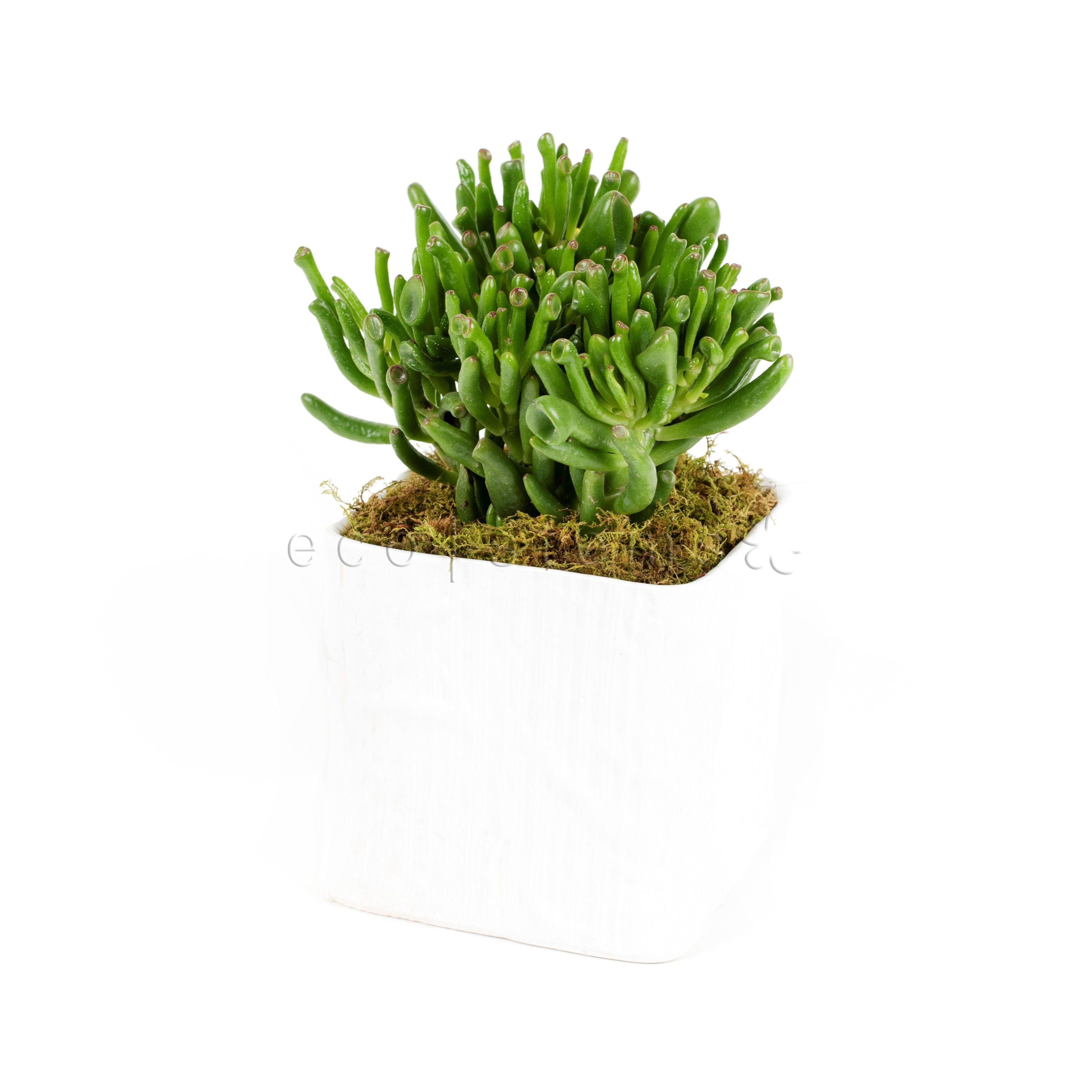 Coral Jade Plant Potted Toronto Ontario Delivery