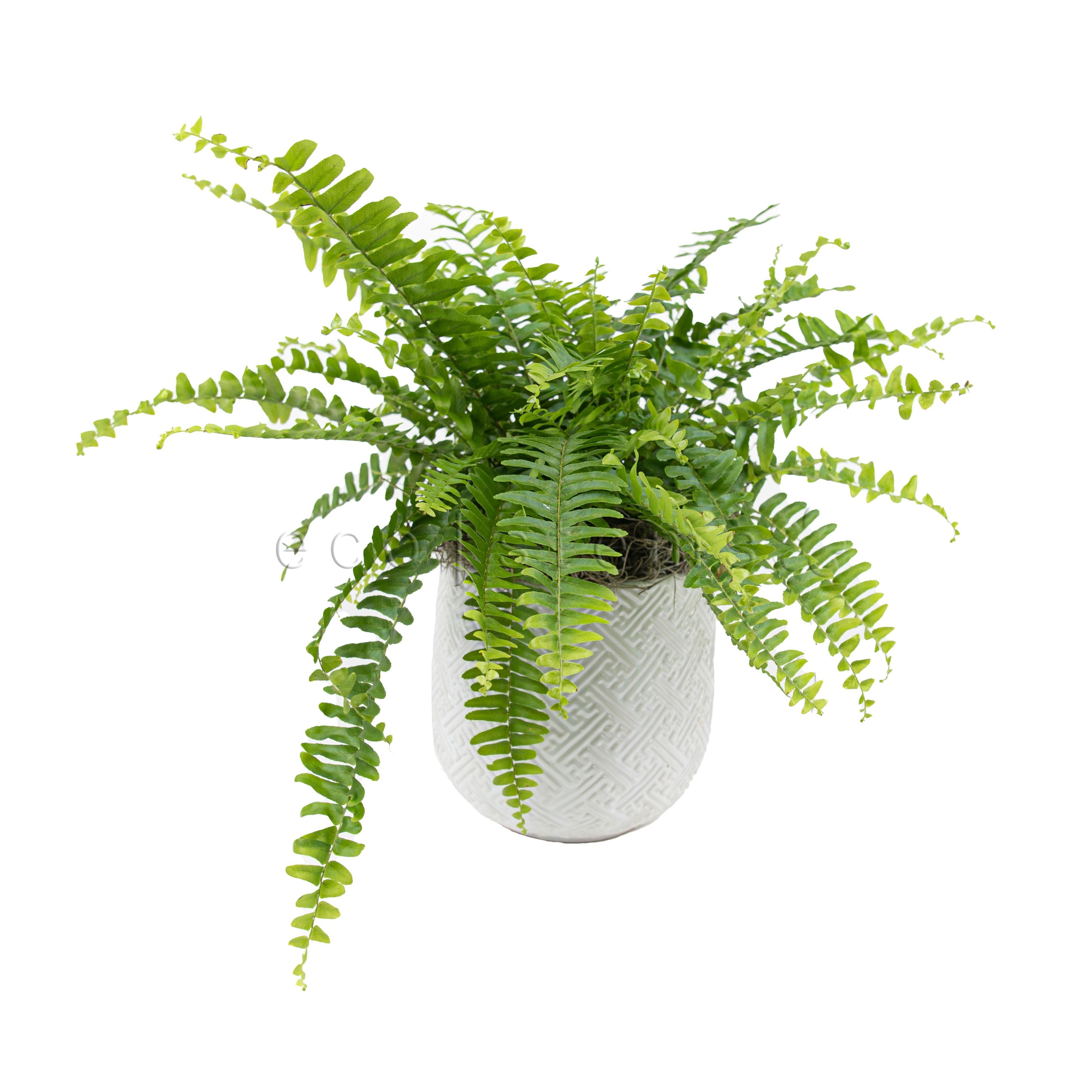 Boston Fern Potted Indoor Plant Toronto Ontario Delivery