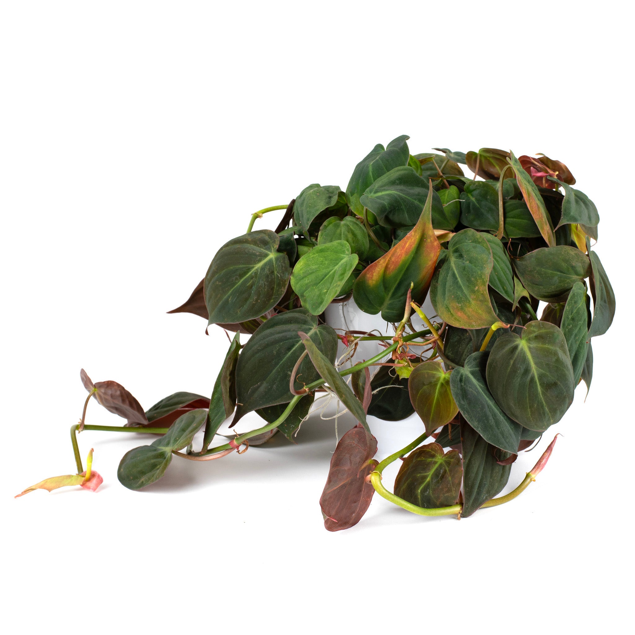 Philodendron Mican Potted Indoor Plant