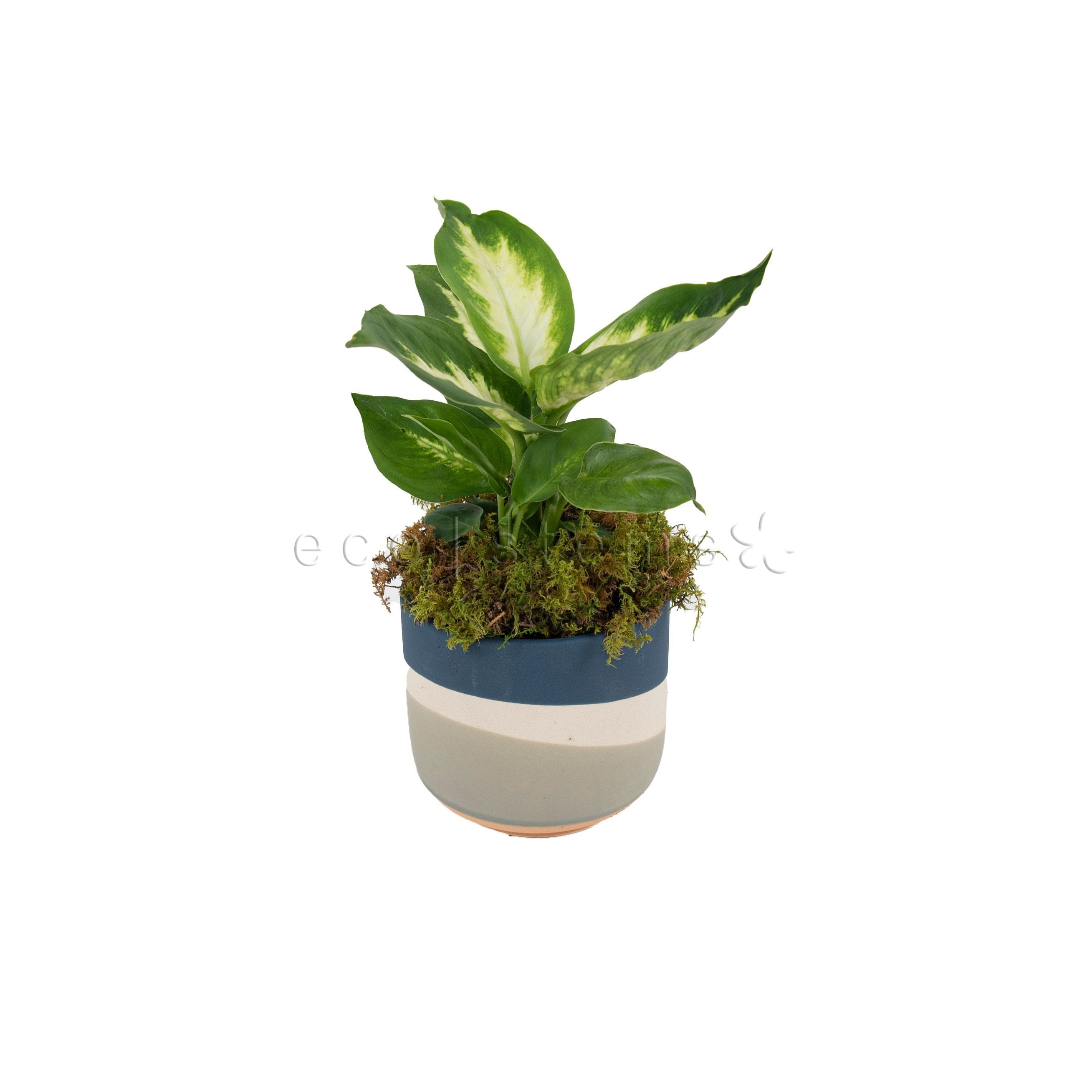 Dieffenbachia Potted Indoor Houseplant Toronto Ontario Delivery