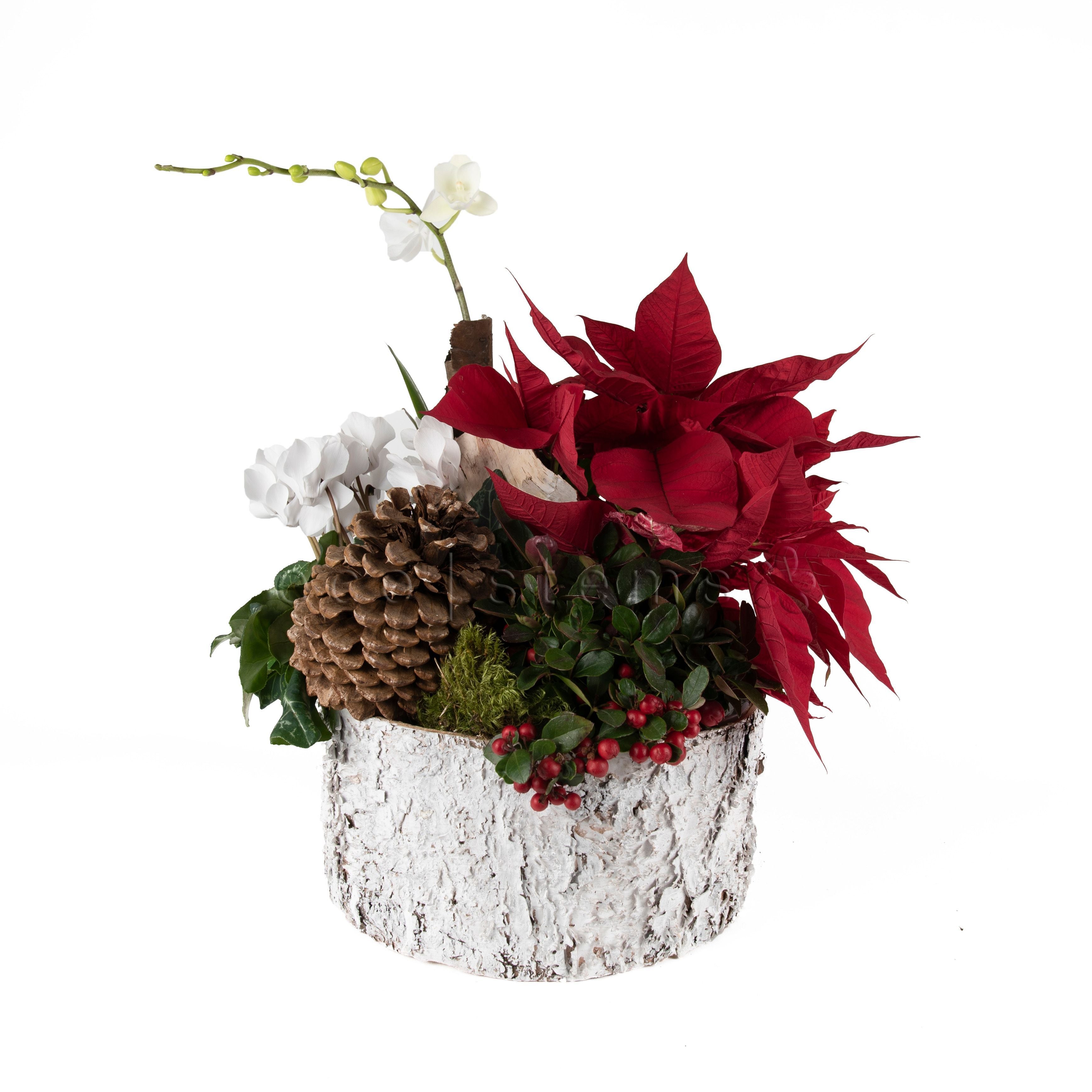 Festive Christmas Planter Toronto Ontario Delivery