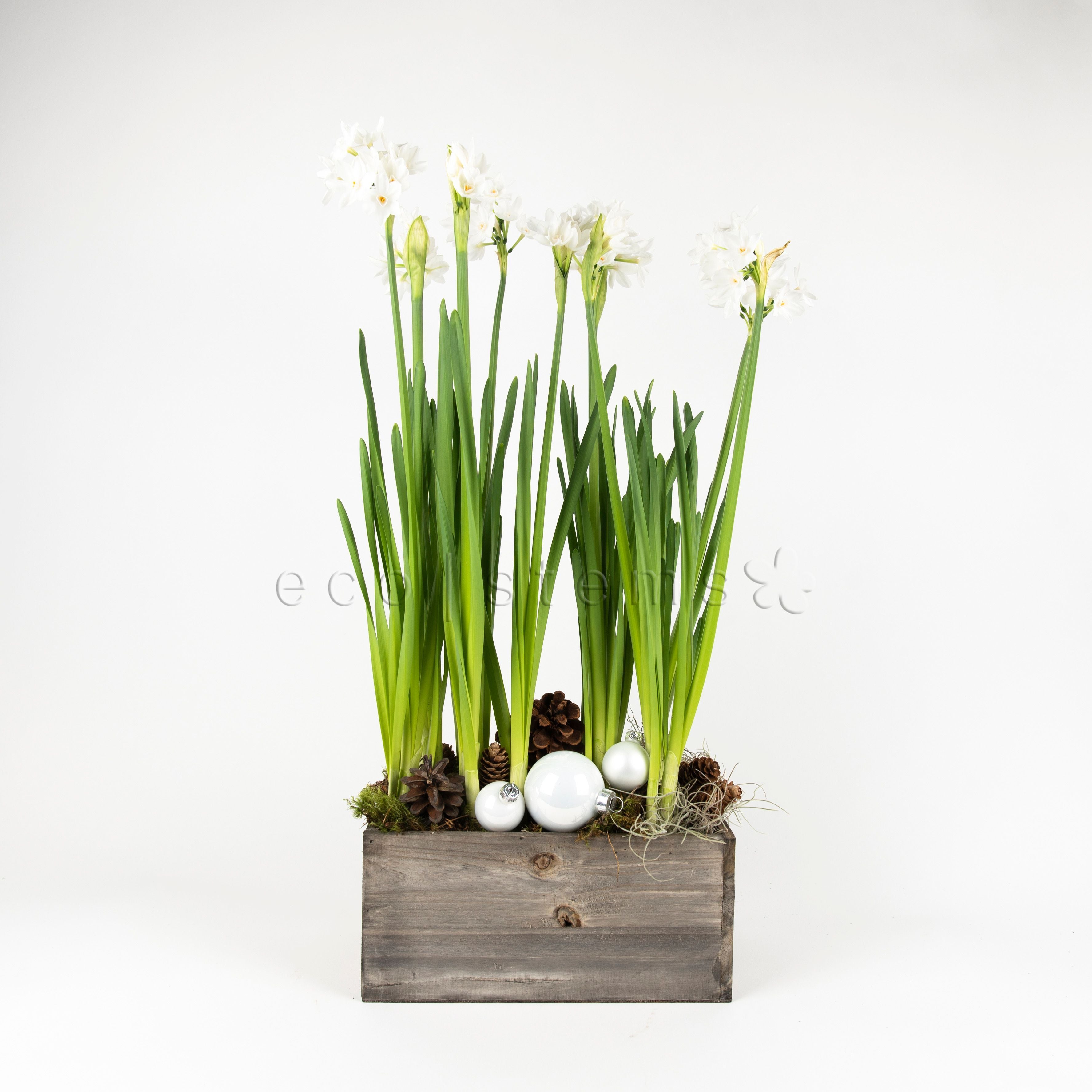 Mini Festive Paperwhite Garden Planter Toronto Ontario Delivery