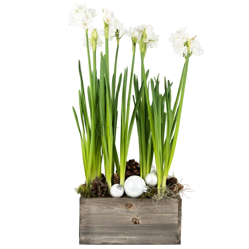 Festive Paperwhite Garden Planter