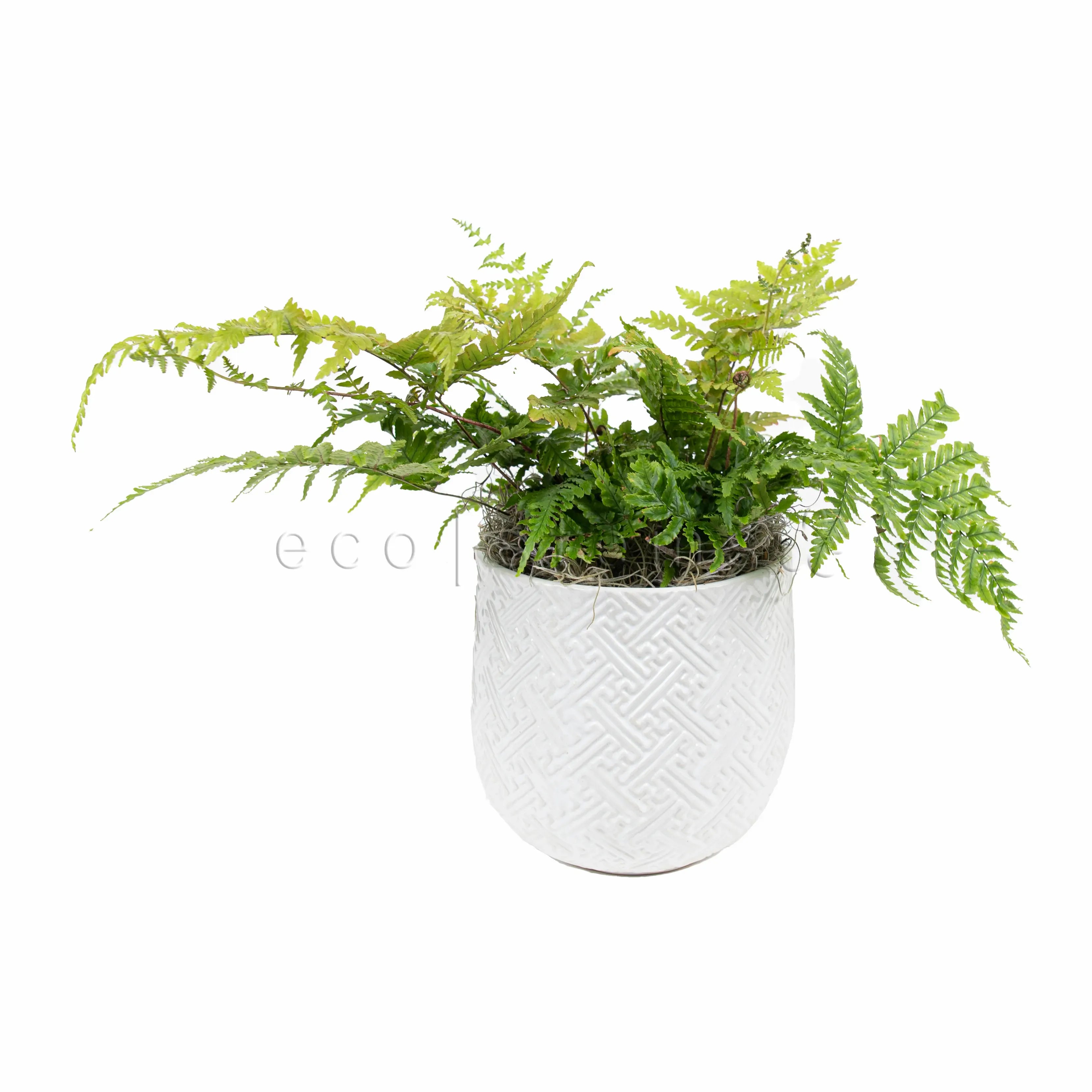 Boston Fern Potted Indoor Plant Toronto Ontario Delivery