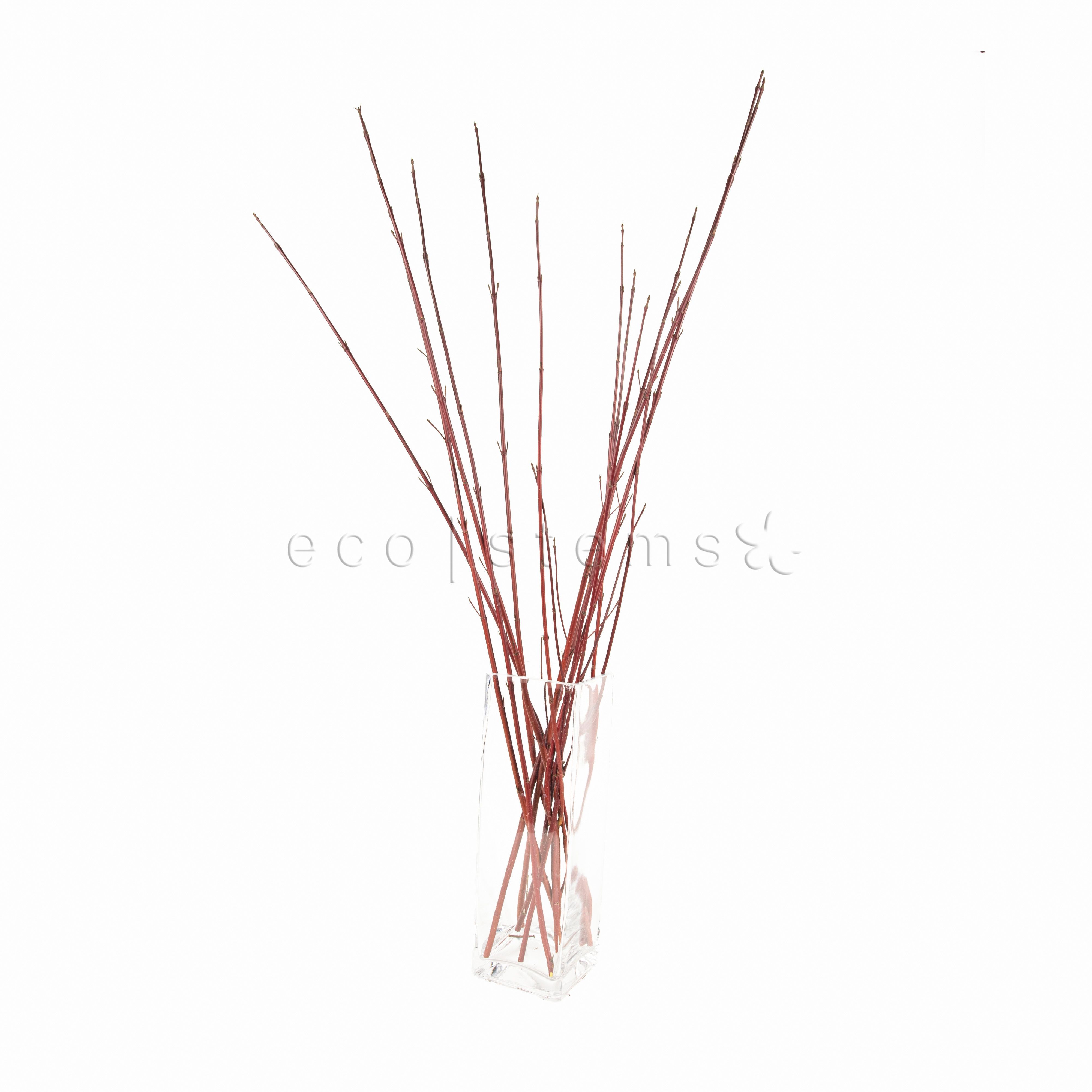 Red Dogwood Branches Floral Art Toronto Ontario Delivery