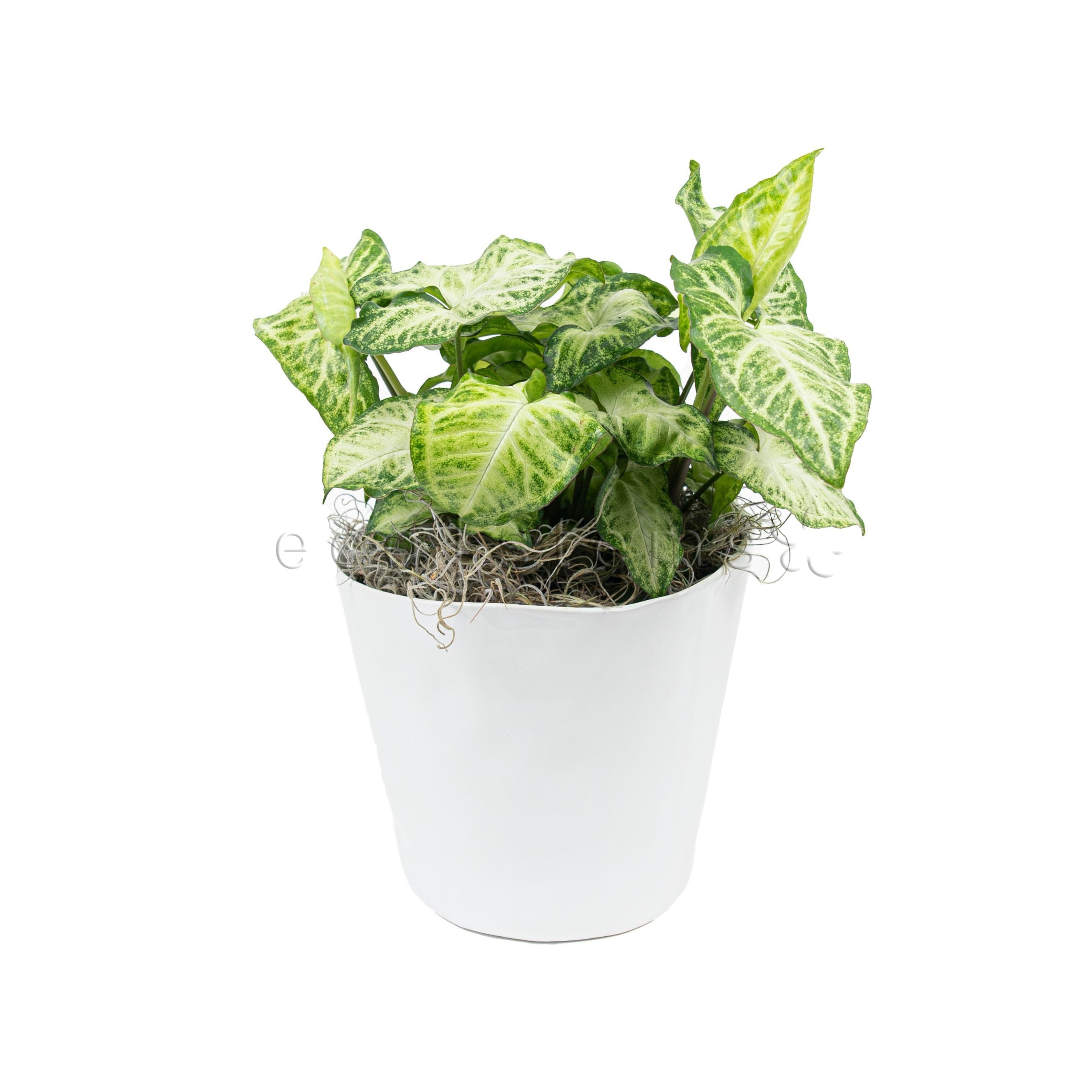 Arrowhead Vine Potted Indoor Houseplant Toronto Ontario Delivery