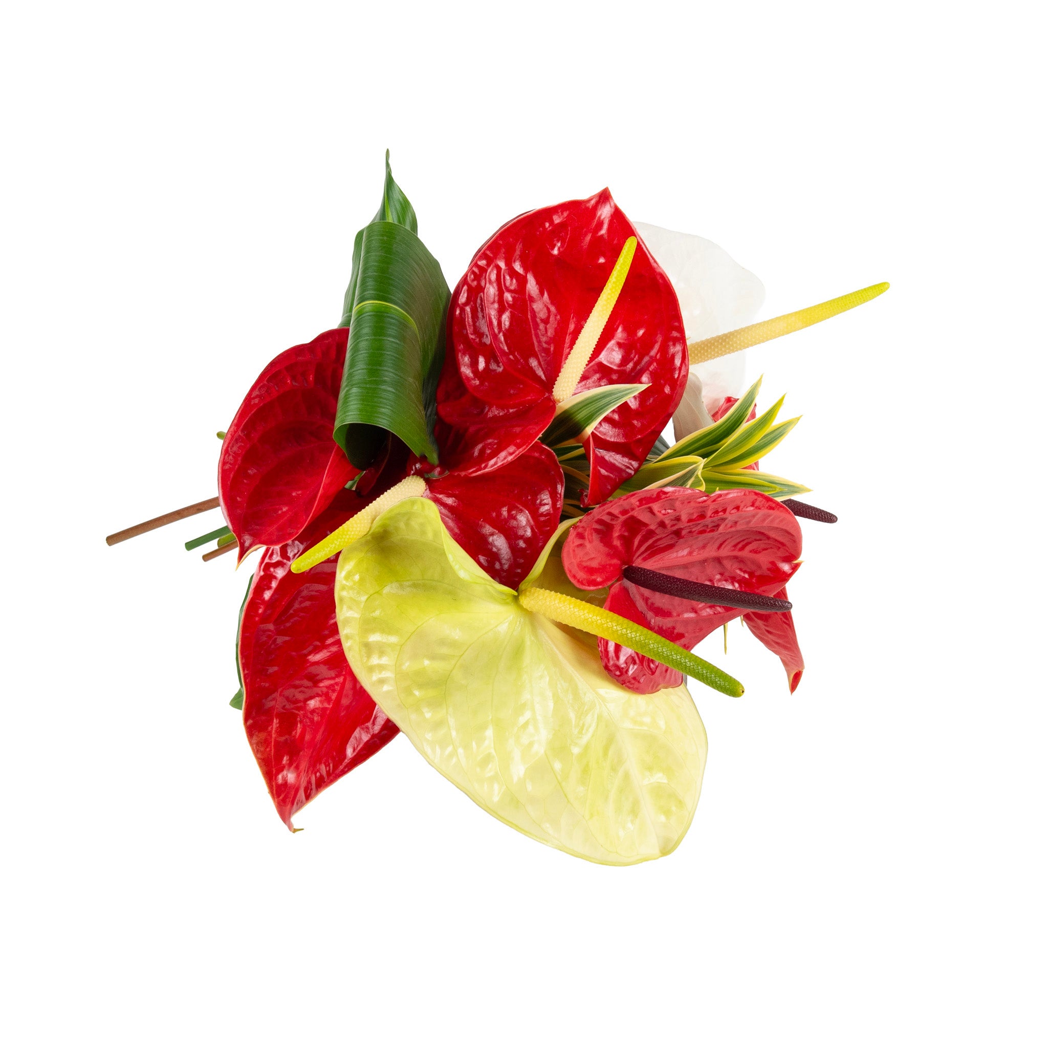 Anthurium Fresh Flowers - Bouquets & Vase Arrangements