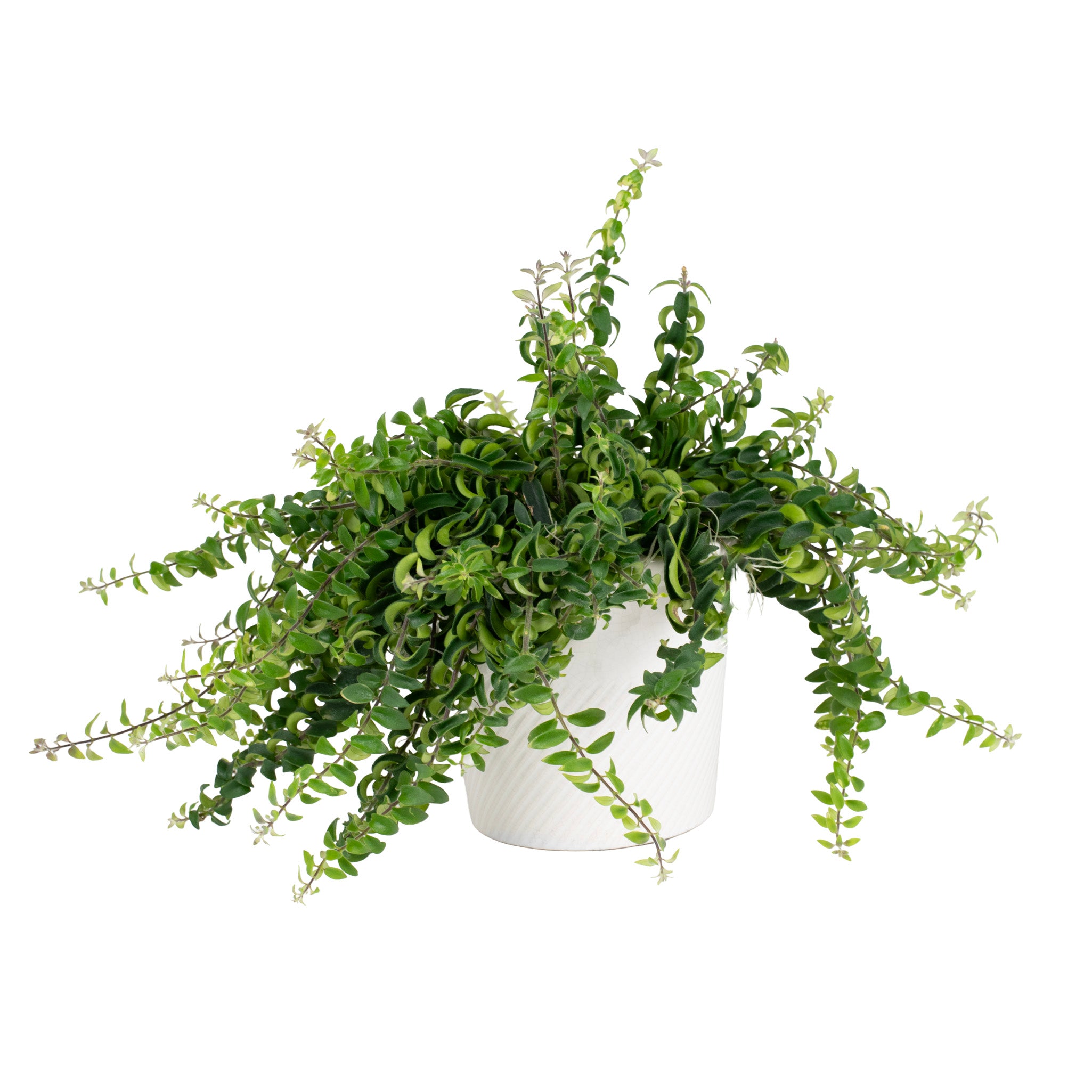 Curly Lipstick Vine Potted Indoor Plant